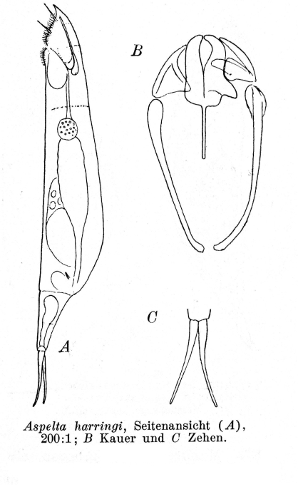 Aspelta harringi - Original description image