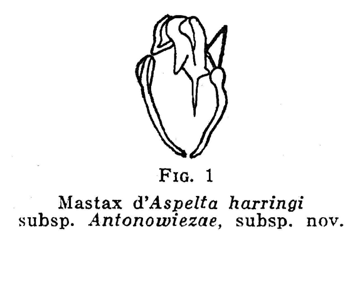 Aspelta harringi antonowiezae - Original description image