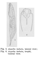 Aspelta imbuta - Original description image