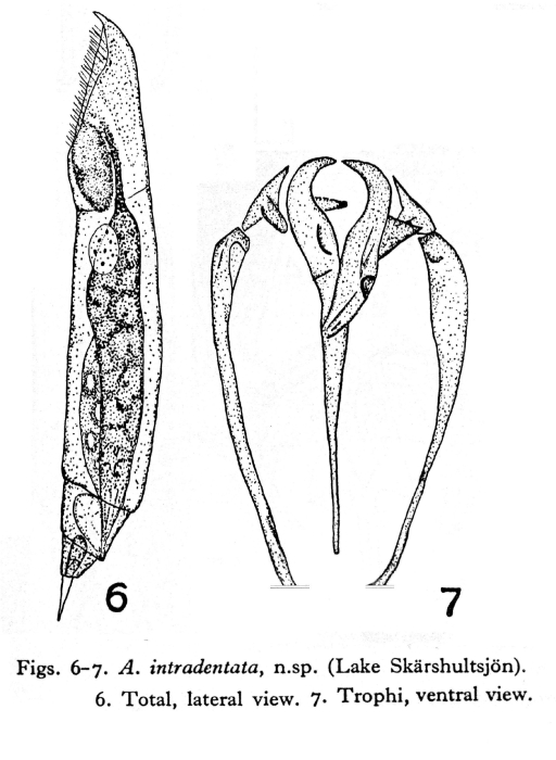 Aspelta intradentata - Original description image