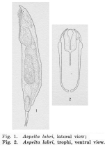Aspelta labri - Original description image