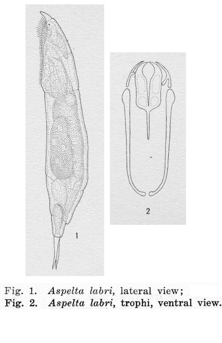 Aspelta labri - Original description image