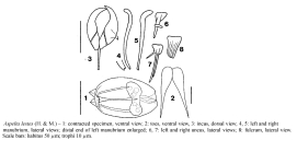 Aspelta lestes