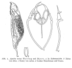 Aspelta lestes