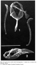 Aspelta lestes