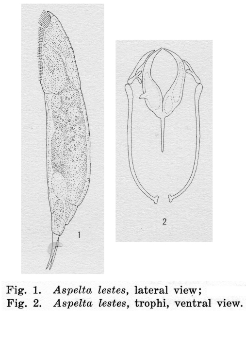 Aspelta lestes - Original description image