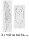 Aspelta lestes