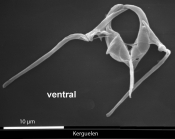 Aspelta lestes