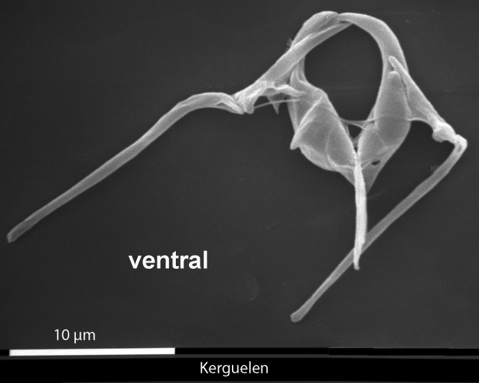 Aspelta lestes