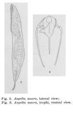 Aspelta macra - Original description image