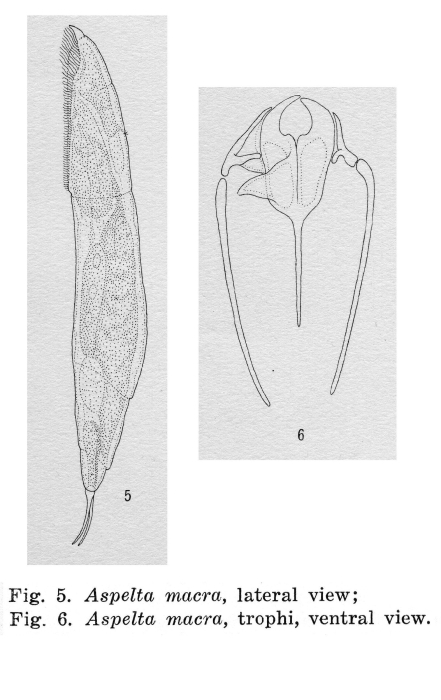 Aspelta macra - Original description image