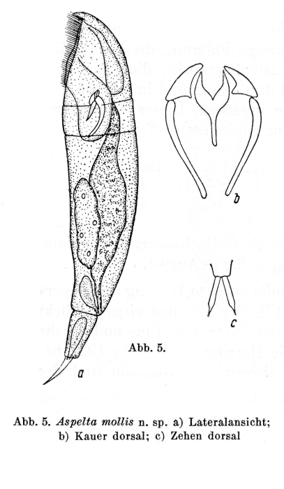 Aspelta mollis - Original description image