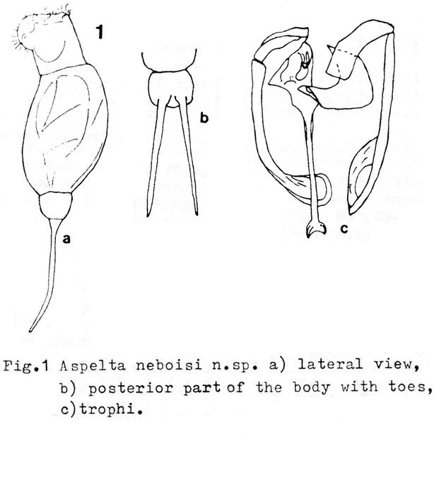 Aspelta neboisi - Original description image