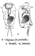 Aspelta pachida - Original description image