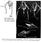 Aspelta psitta