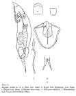 Aspelta psitta