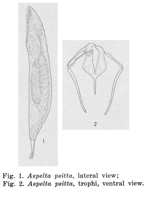 Aspelta psitta - Original description image