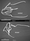 Aspelta psitta