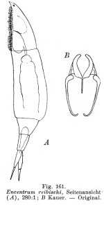 Aspelta reibischi - Original description image