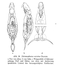 Aspelta secreta