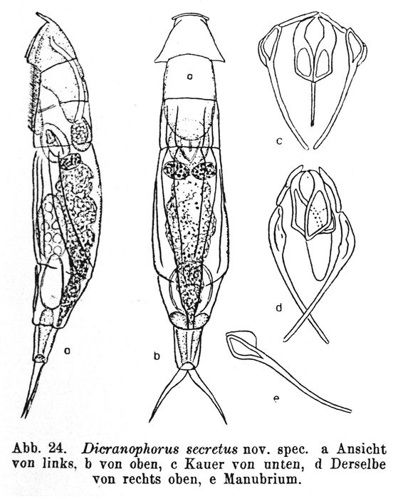 Aspelta secreta - Original description image
