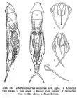 Aspelta secreta