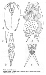 Aspelta tilba - Original description image