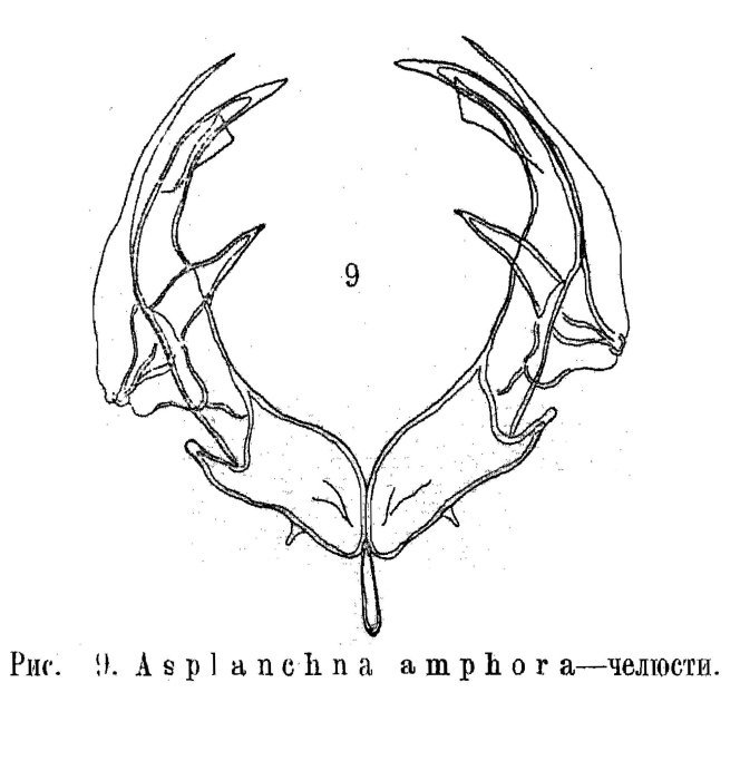 Asplanchna amphora