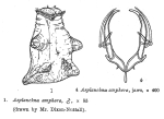 Asplanchna amphora