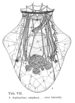 Asplanchna amphora