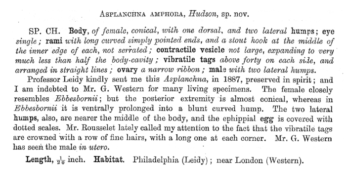 Asplanchna amphora - Original description image
