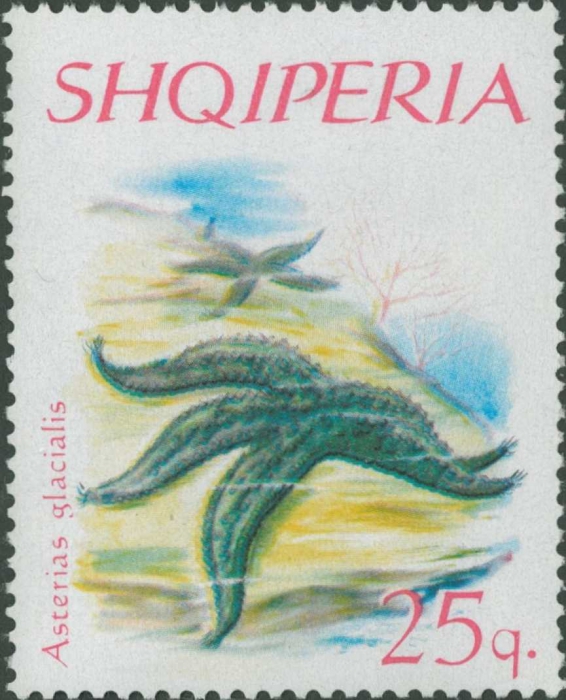 Asterias glacialis Asterias glacialis