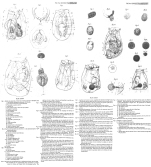 Asplanchna brightwellii