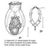 Asplanchna brightwellii