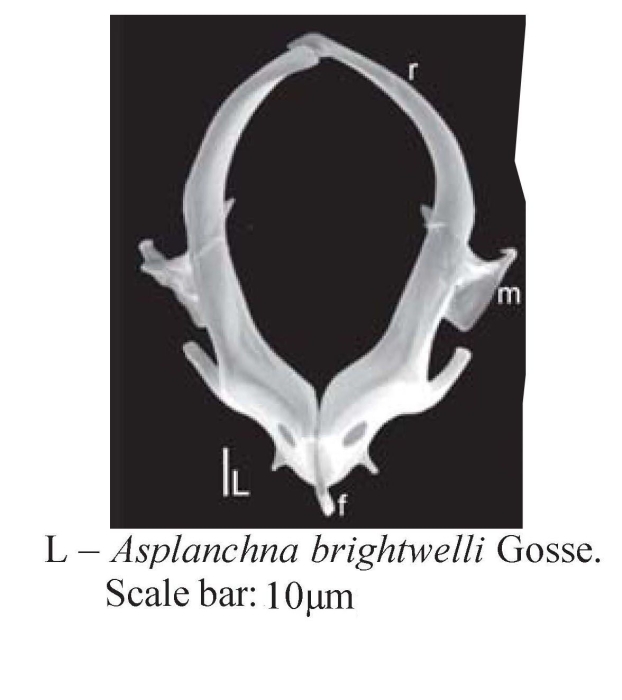 Asplanchna brightwellii