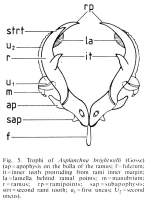 Asplanchna brightwellii