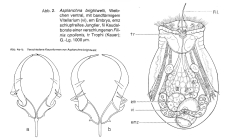 Asplanchna brightwellii