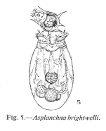 Asplanchna brightwellii