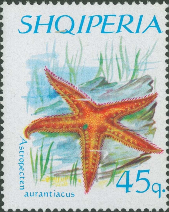 Astropecten aurantiacus