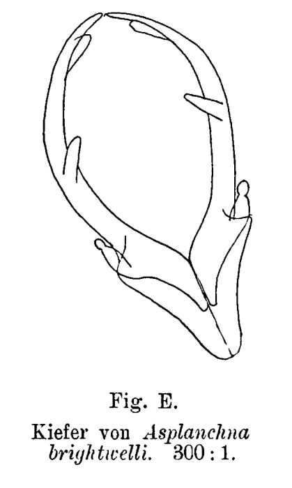 Asplanchna brightwellii