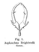Asplanchna brightwellii