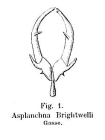 Asplanchna brightwellii
