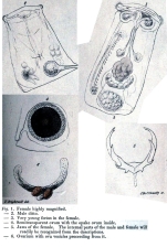 Asplanchna brightwellii