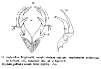 Asplanchna brightwellii