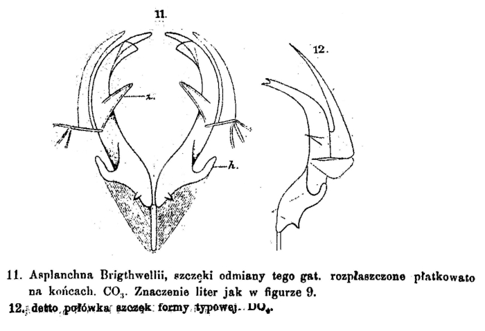 Asplanchna brightwellii
