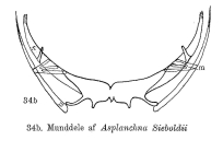 Asplanchna brightwellii