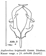 Asplanchna brightwellii