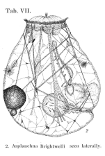 Asplanchna brightwellii