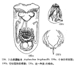 Asplanchna brightwellii