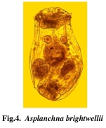 Asplanchna brightwellii